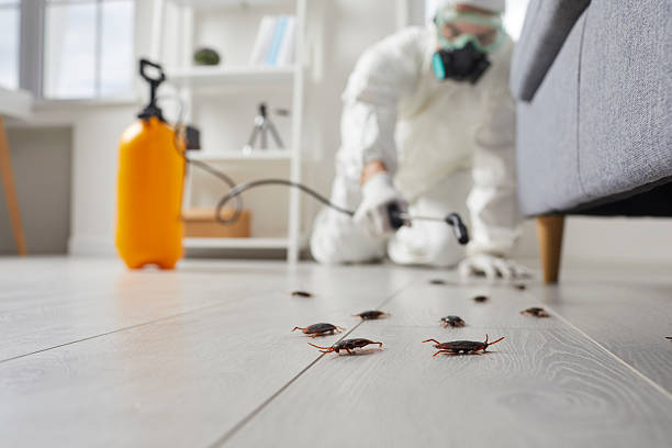 Post-Treatment Bed Bug Interceptor Monitoring in Harbor Hills